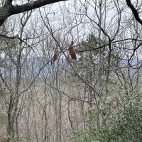 REDUCED 7.5 Acre Tract 2 on Whitewater Point Road images 3