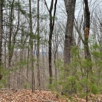 REDUCED 7.5 Acre Tract 2 on Whitewater Point Road images 5