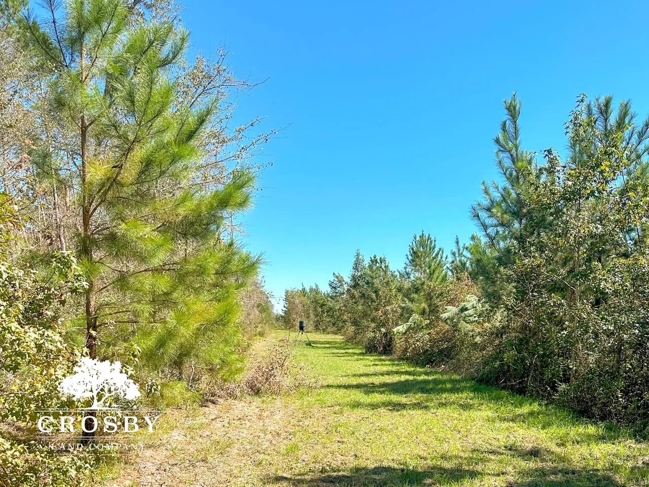 Minnow Road Tract Hunting Land for Sale