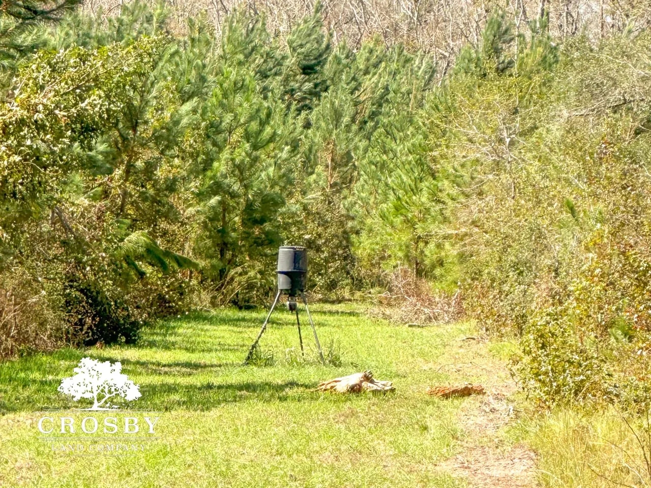 Minnow Road Tract Hunting Land for Sale