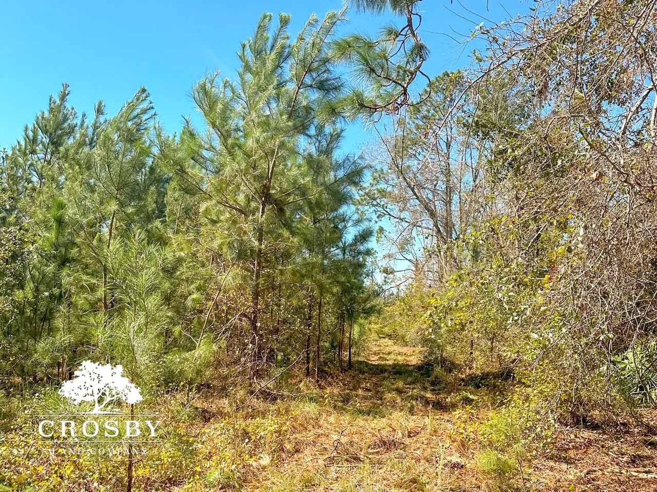 Minnow Road Tract Hunting Land for Sale