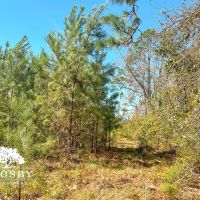 Minnow Road Tract images 3