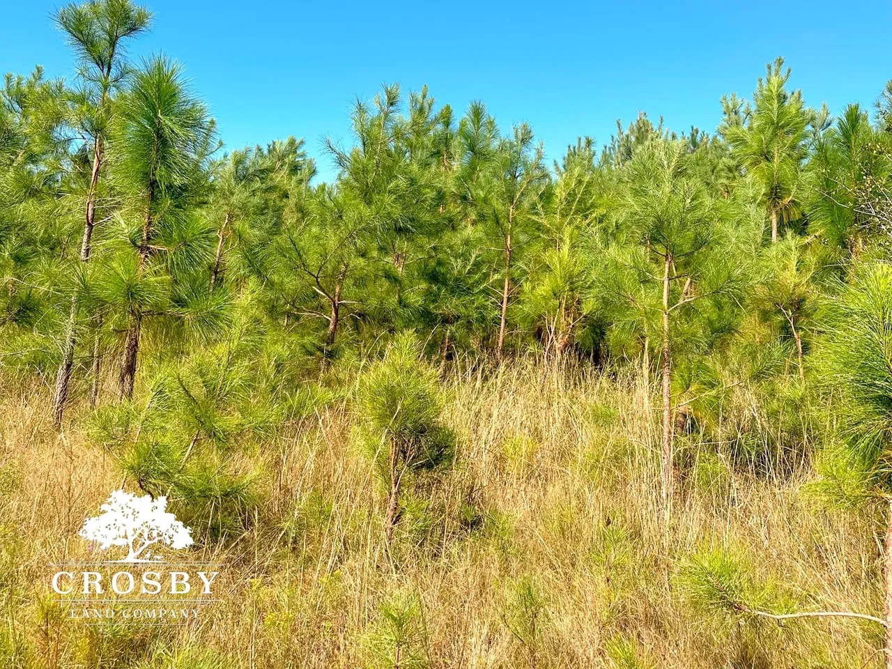 Minnow Road Tract Hunting Land for Sale