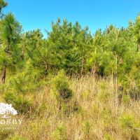Minnow Road Tract images 4