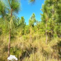 Minnow Road Tract images 5