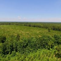 Hunters and Investor Paradise in Burke County GA images 5