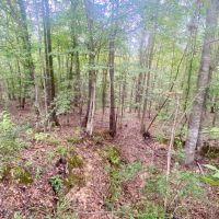 6.41 acres on Cub Brown Rd Monticello MS images 2