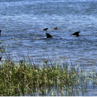 31,000 acres Chassahowitzka NWR Waterfowl Hunting Land in Kings Bay Dr, FL images 3