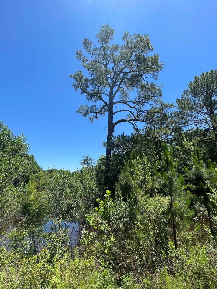 60 Acres in Irwin County Georgia featured image