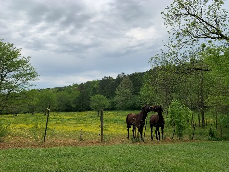 Land Tract Without Restrictions For Sale in Northwest GA Hunting Land