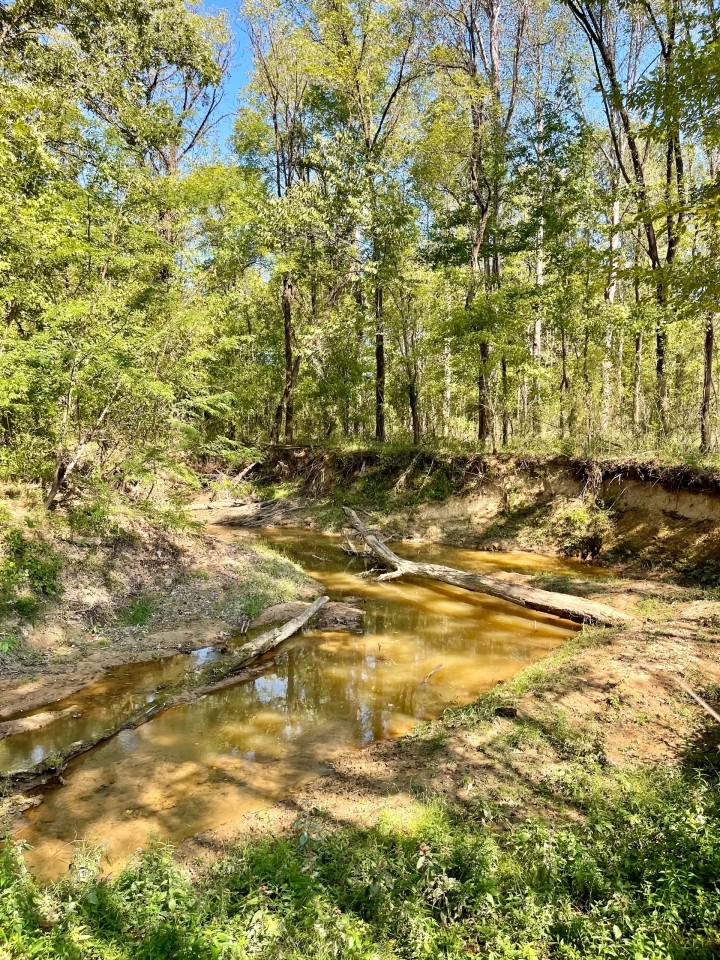 150 Acres in Winston County MS featured image