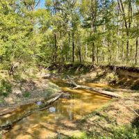 150 Acres in Winston County MS