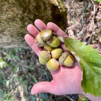 150 Acres in Winston County MS images 3