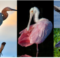Waterfowl Hunting Land at Island Bay NWR 20 acres in Charlotte, FL images 3