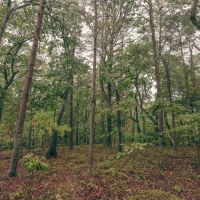 4 Acres in Rhea County TN