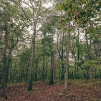 4 Acres in Rhea County TN images 2