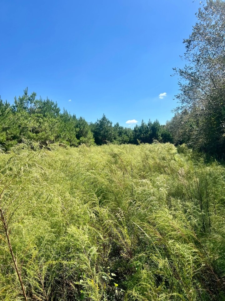 24055davisroadtract Hunting Land for Sale