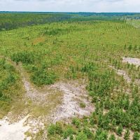 59-Acre Hunting and Timberland Tract on East River Road images 5