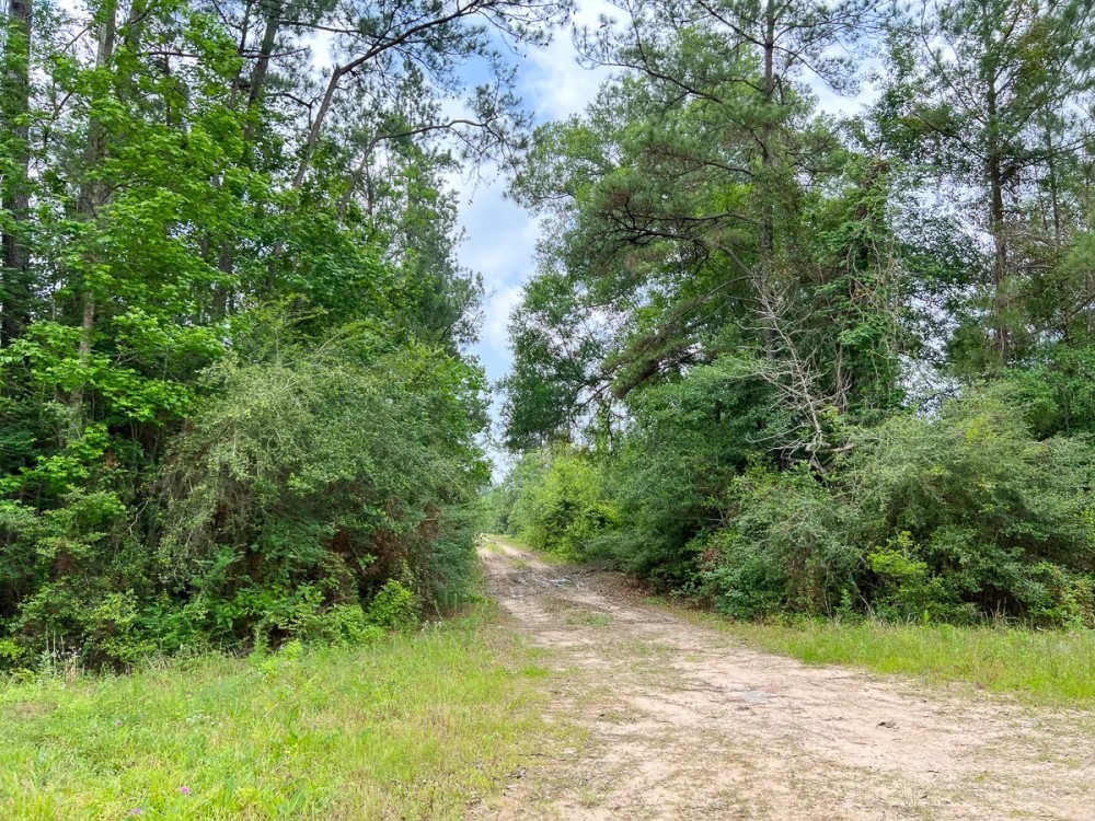 Seller Financing 16 Acres Old Arco Road A-13 Silsbee Stake featured image