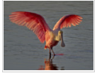 538 acres Matlacha Pass NWR Egret Hunting Land in Lee, FL images 4