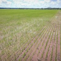Marksville Rice Recreational Tract 517 - Ac images 3
