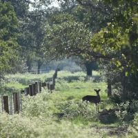 185 acres- County Road 134 Hallettsville TX Lavaca County images 2
