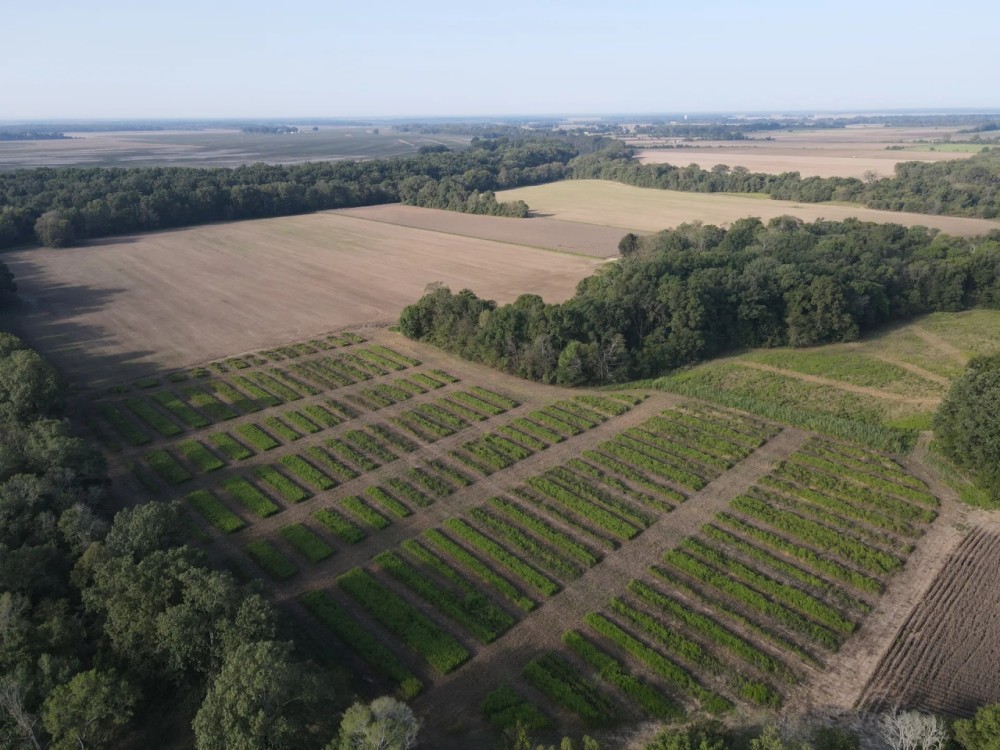 48.6 Acres in Yazoo County featured image