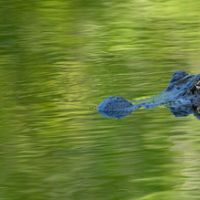 Deer Hunting Atchafalaya NWR of 15,000 Acres in St. Landry Parish ,LA images 4