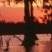 Deer Hunting Atchafalaya NWR of 15,000 Acres in St. Landry Parish ,LA images 5