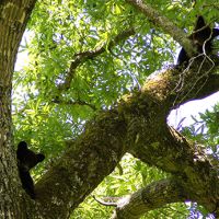 Waterfowl Hunting, Bayou Cocodrie NWR of 14,600 Acres in Concordia, LA images 3