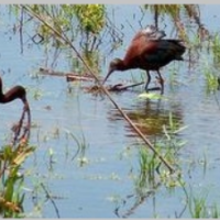 Waterfowl Hunting, Bayou Cocodrie NWR of 14,600 Acres in Concordia, LA images 4