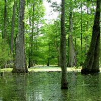 Waterfowl Hunting, Bayou Cocodrie NWR of 14,600 Acres in Concordia, LA images 6