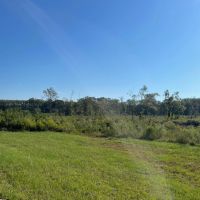 46 Acres in Winston County MS images 2