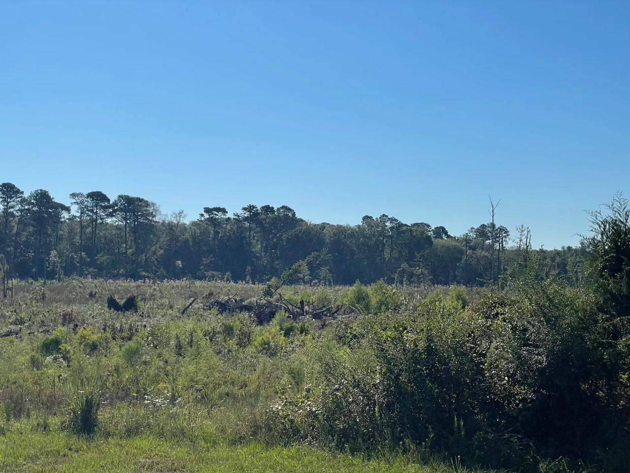 46 Acres in Winston County MS Hunting Land for Sale HuntingLocator