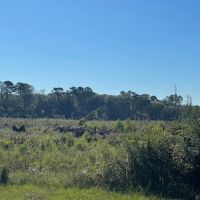 46 Acres in Winston County MS images 5