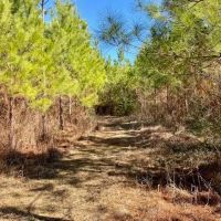 4.6 acres Archie Boyd Road