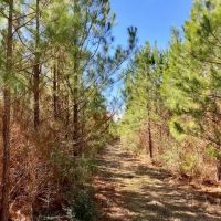 4.6 acres Archie Boyd Road images 5