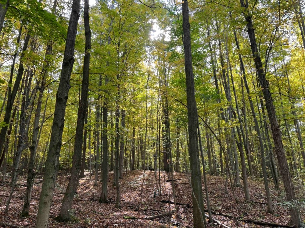 65 acres Timberland with Streams near Conesus Lake in Conesus NY in the Finger Lakes Region featured image