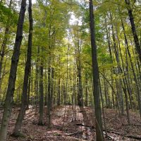 65 acres Timberland with Streams near Conesus Lake in Conesus NY in the Finger Lakes Region