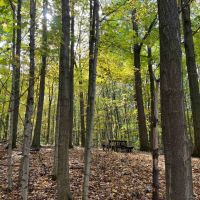 65 acres Timberland with Streams near Conesus Lake in Conesus NY in the Finger Lakes Region images 2