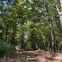 65 acres Timberland with Streams near Conesus Lake in Conesus NY in the Finger Lakes Region images 3