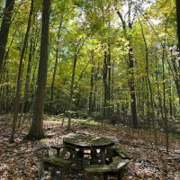 65 acres Timberland with Streams near Conesus Lake in Conesus NY in the Finger Lakes Region images 4