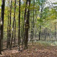 65 acres Timberland with Streams near Conesus Lake in Conesus NY in the Finger Lakes Region images 5