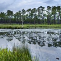 Big Branch Marsh NWR of 18,000 Acres Deer Hunting Land in St. Tammany, LA images 6