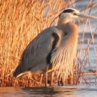 Big Branch Marsh NWR of 18,000 Acres Deer Hunting Land in St. Tammany, LA images 4