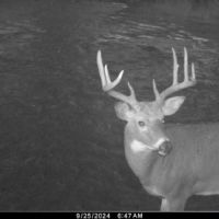 Hunting Land with Trout Stream for Sale in Iowa County Wisconsin images 2