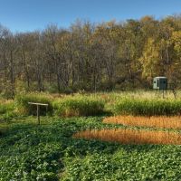 Hunting Land with Trout Stream for Sale in Iowa County Wisconsin images 4