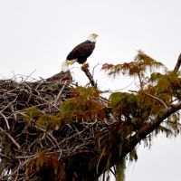 5,300 Acres Waterfowl hunting Black Bayou Lake NWR in Ouachita, LA images 6