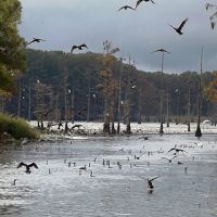 5,300 Acres Waterfowl hunting Black Bayou Lake NWR in Ouachita, LA images 5