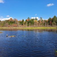Potter Brook Timberlands